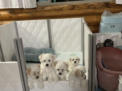 Darling Coton de Tulear Puppies!