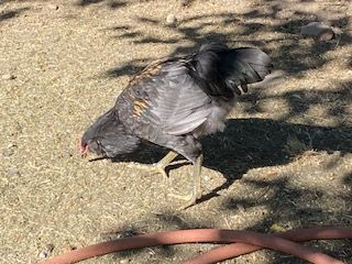 Rooster