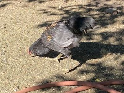 Rooster