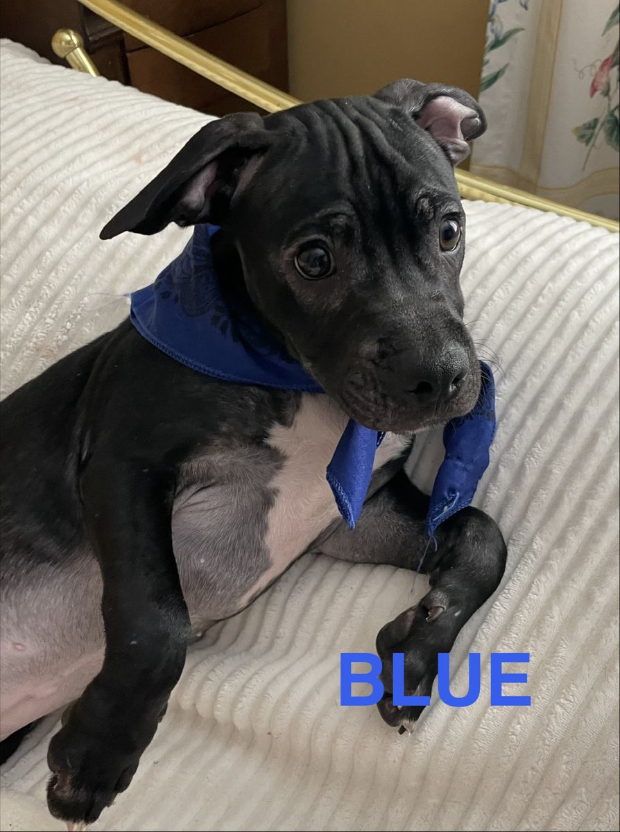 Pug bulls for sale