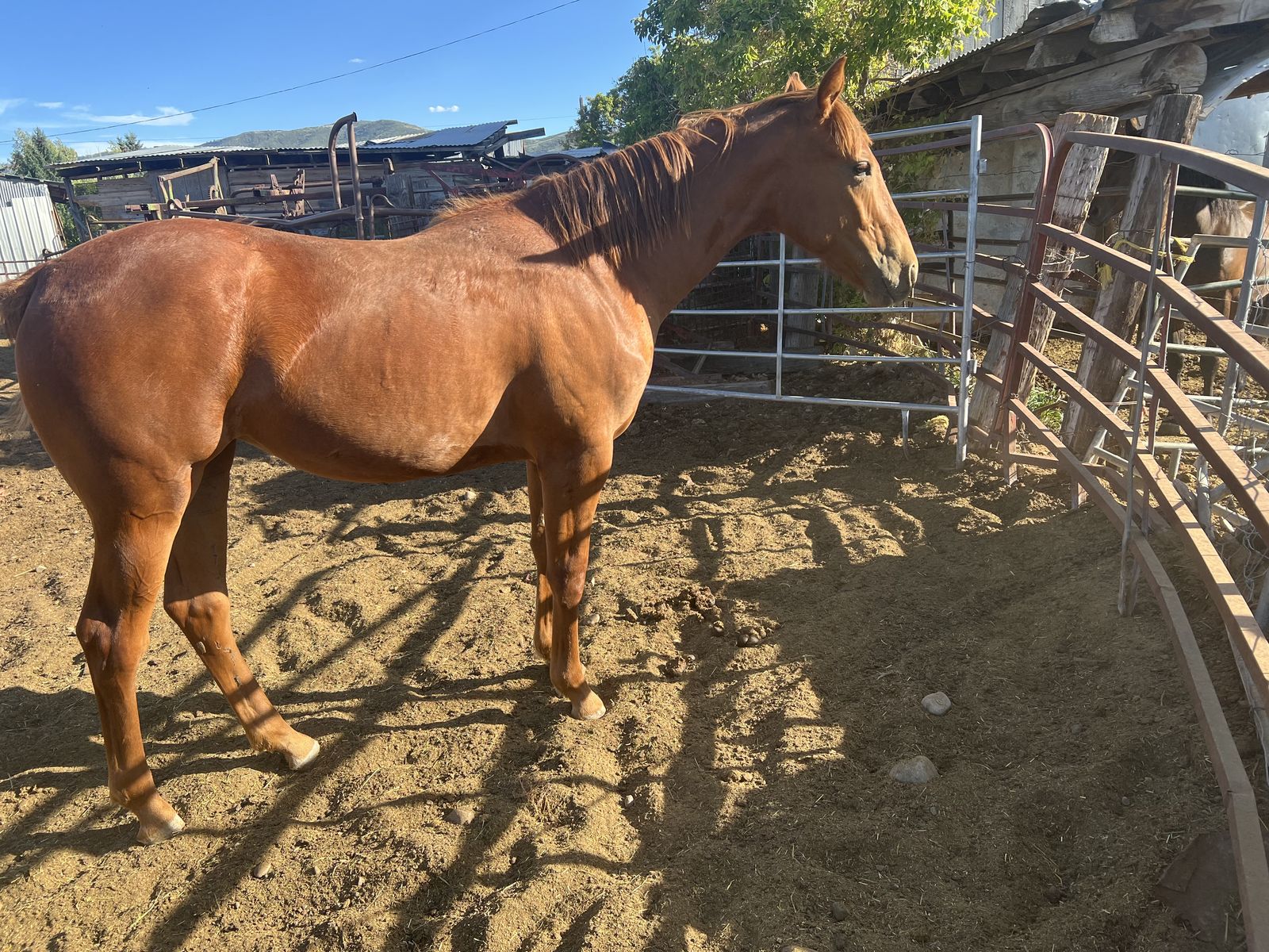 Very nice bred filly