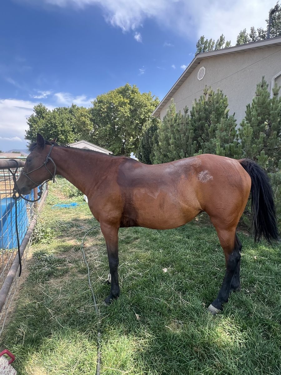 16 yr old Bay Mare