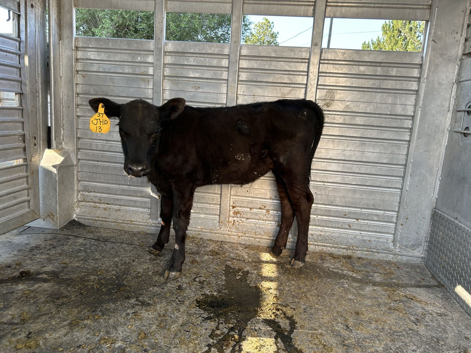 Black Angus Heifer Calf