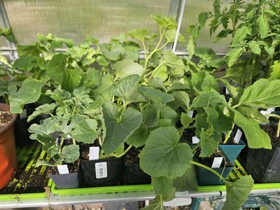 Cucumbers, eggplant, melons plant sale! $2.00