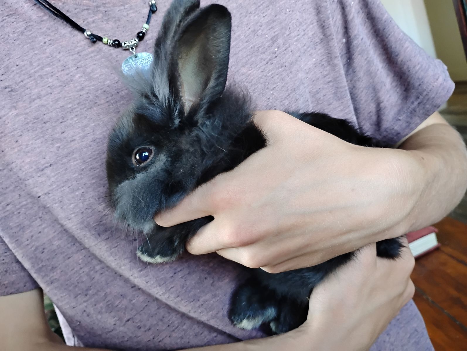 Bunny