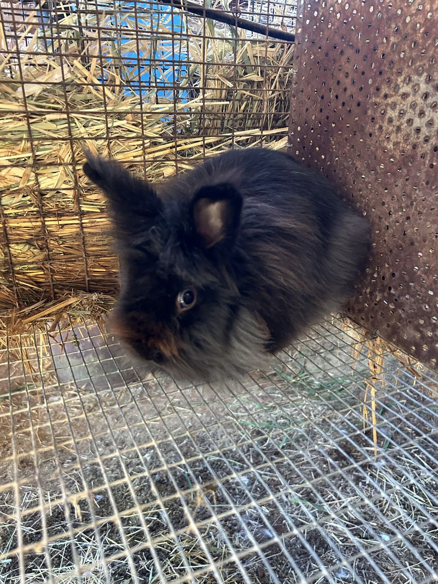 Neutered Male Bunny