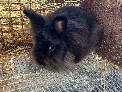 Neutered Male Bunny