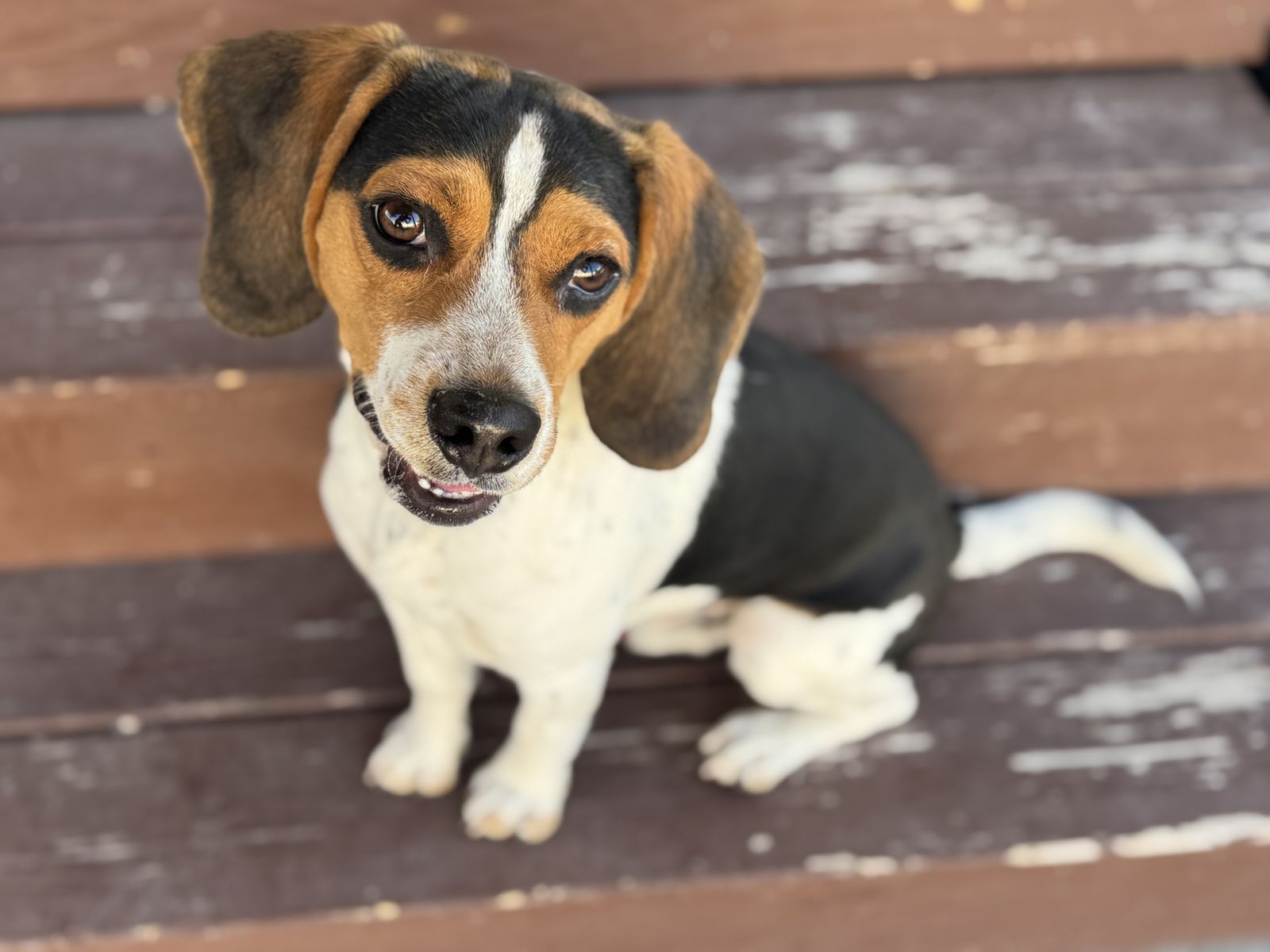 Beagle (1 year old) – Rehoming
