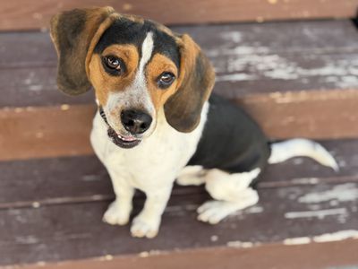 Beagle (1 year old) – Rehoming