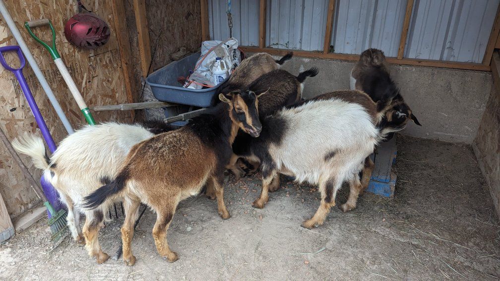 Nigerian Dwarf Goats for Sale
