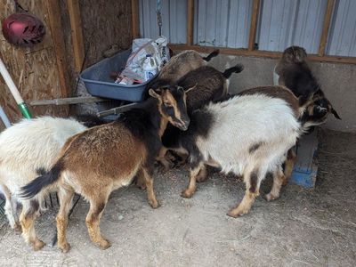 Nigerian Dwarf Goats for Sale