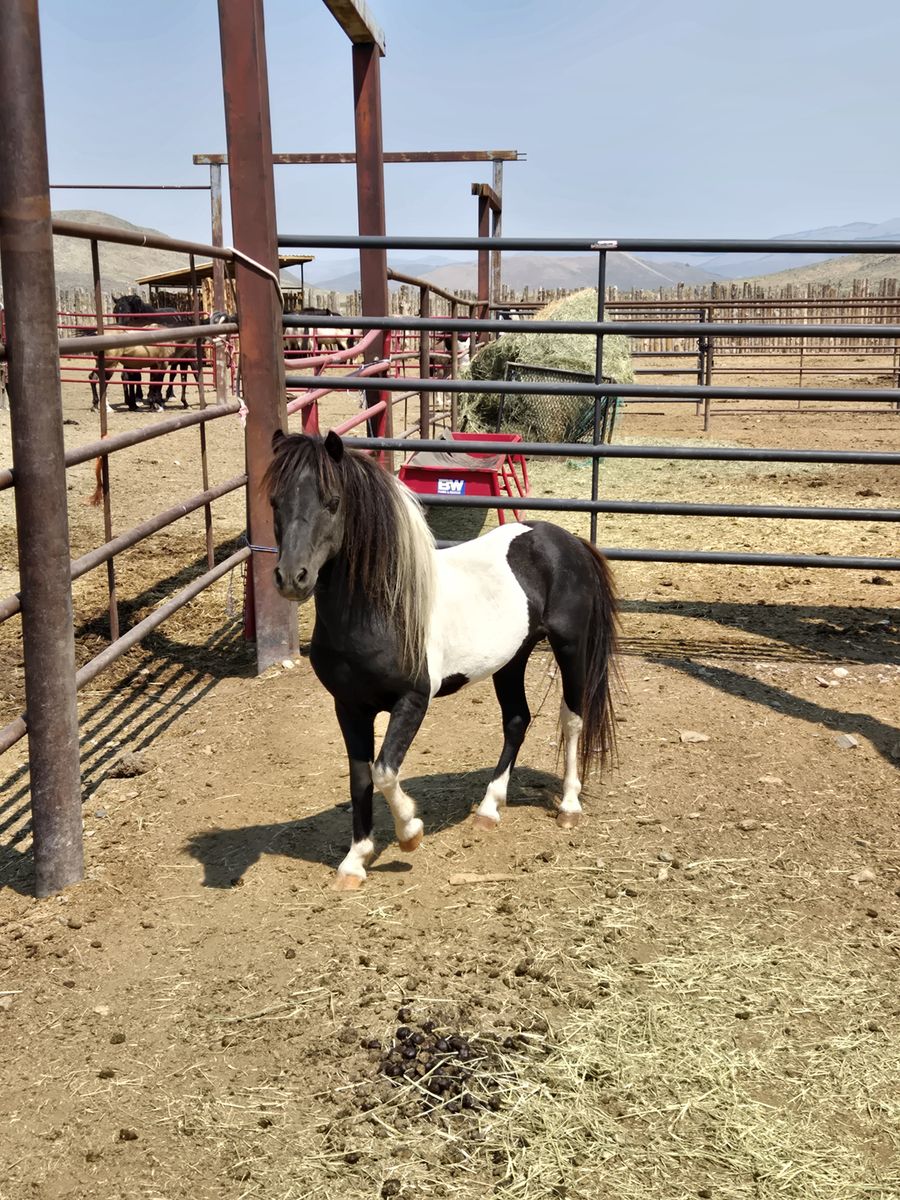 Mini Pony for sale