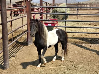 Mini Pony for sale