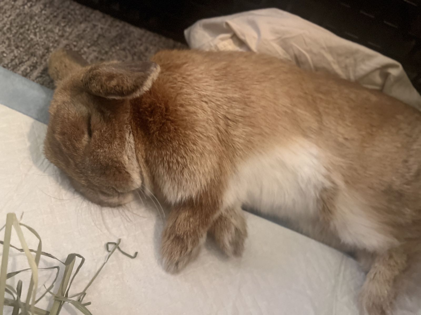 Dwarf holland Lop female