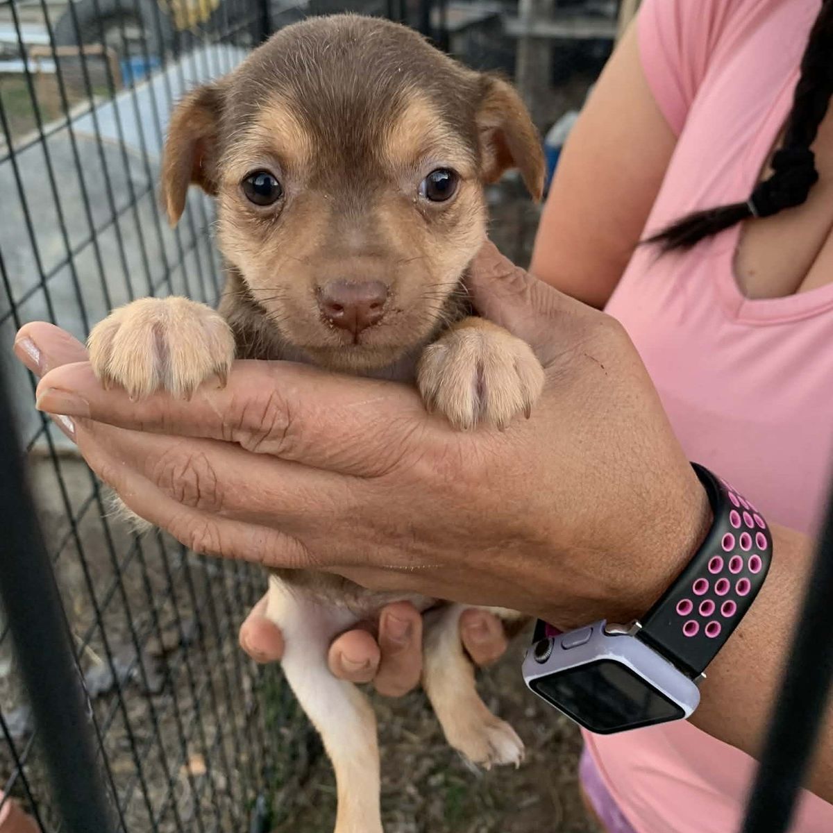 chihuahua mix small girls chiweenie