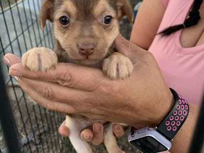 chihuahua mix small girls chiweenie