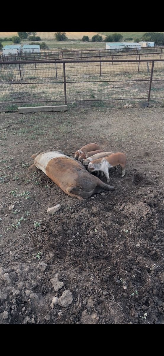 Piglets 