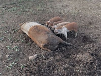 Piglets