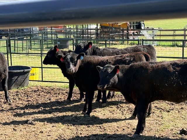 Black Angus steer calves 