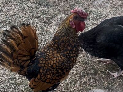 Bantam Hen, Pullet, Rooster
