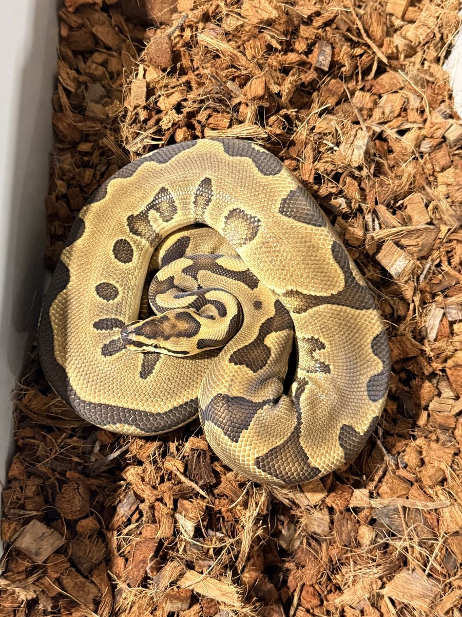 Ball Python Snake ball