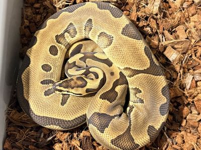 Ball Python Snake ball