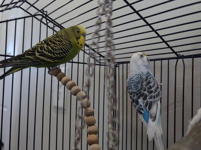 Pair of Bonded Parakeets with Cage and Everything Included