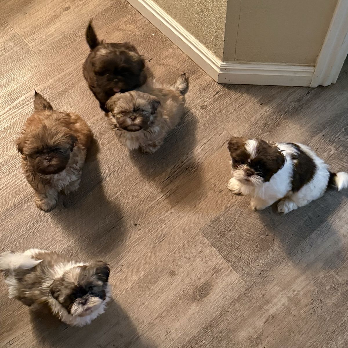 Shih Tzu Puppies