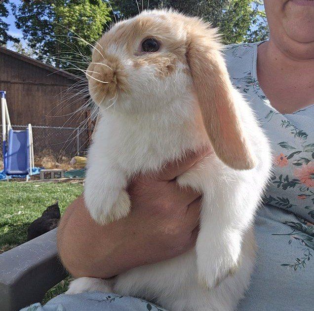 Holland Lop female