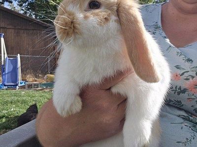 Holland Lop female