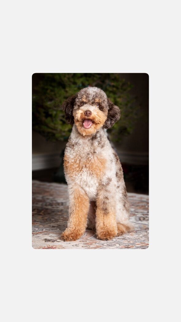 Roan Chocolate TrI Merle AKC Poodle