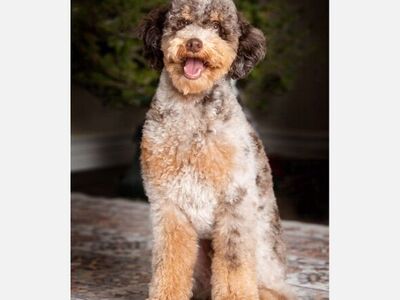 Roan Chocolate TrI Merle AKC Poodle