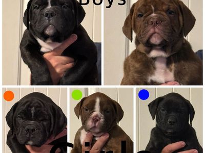 Olde English Bulldogges