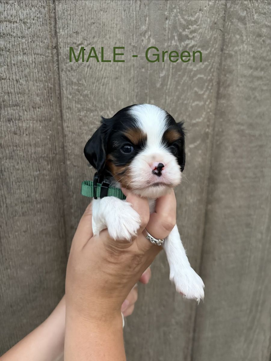 King Charles Cavalier Spaniel Puppies