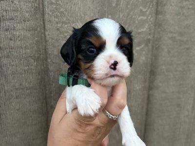 King Charles Cavalier Spaniel Puppies