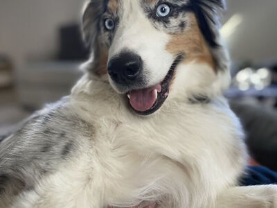 Rehoming Aussie