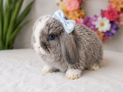 VM Blue Chinchilla Holland Lop Doe - Vienna Marked, Blue-Eyed Baby Bunny