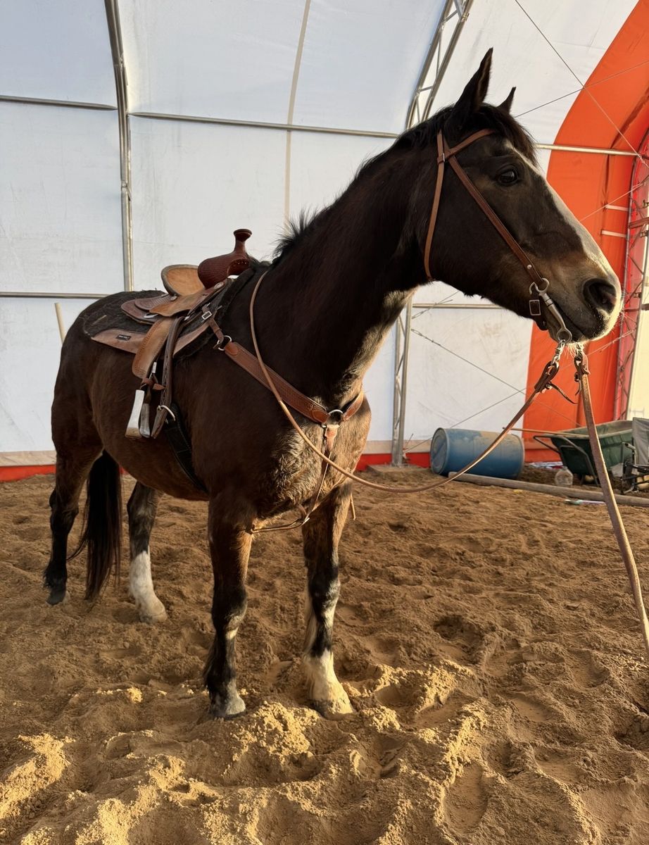 Half Draft Gelding- Family Horse