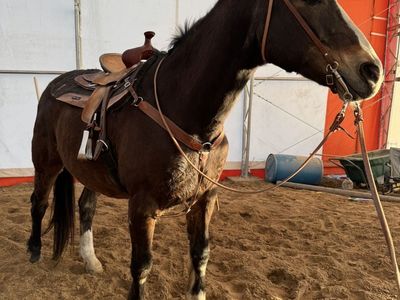 Half Draft Gelding- Family Horse