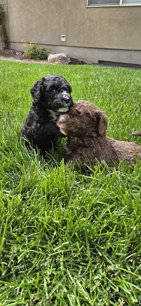 Spanish Water Dog puppies available for Adoption
