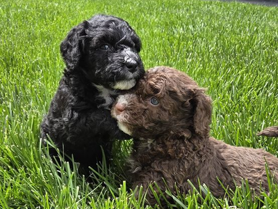Spanish Water Dog puppies available for Adoption