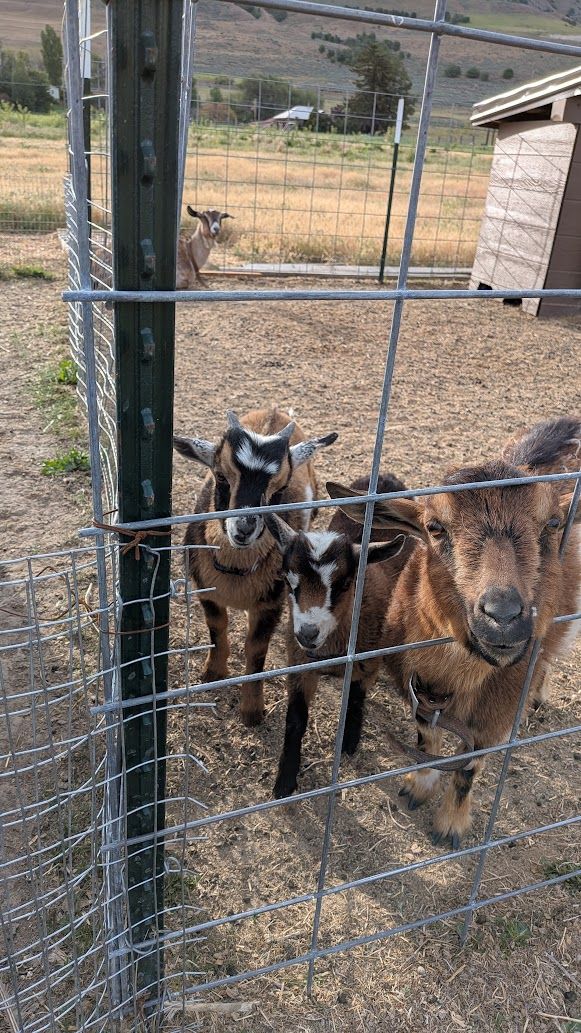 Nigerian Dwarf Buckling and Doe born 3/7/26