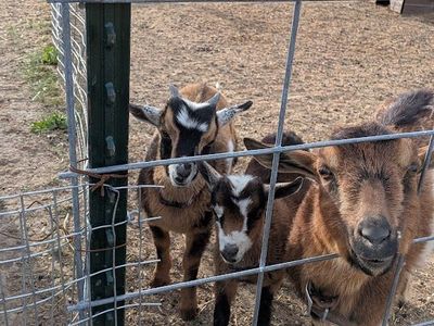 Nigerian Dwarf Buckling and Doe born 3/7/26
