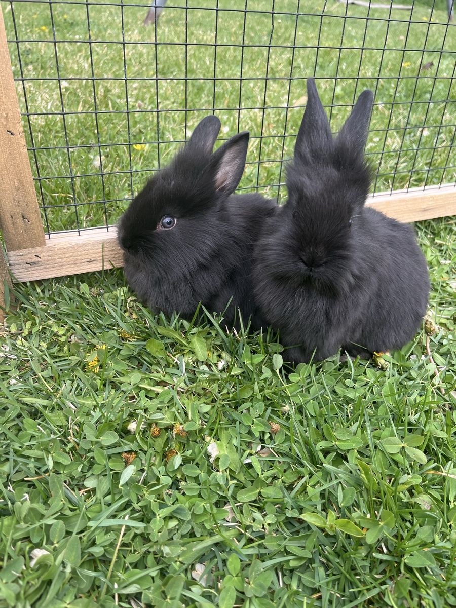 6 Week Old Bunnies!
