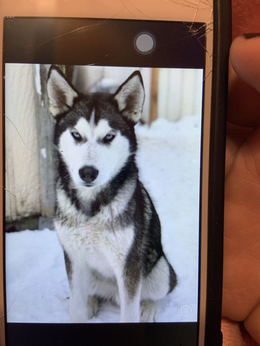 Free huskys