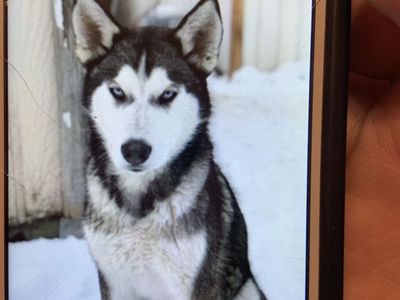 Free huskys