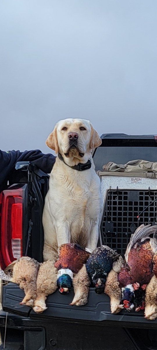 AKC Lab/Labrador *STUD ONLY*