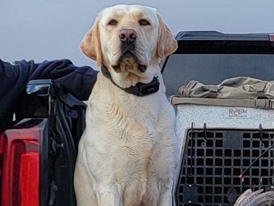 AKC Lab/Labrador *STUD ONLY*
