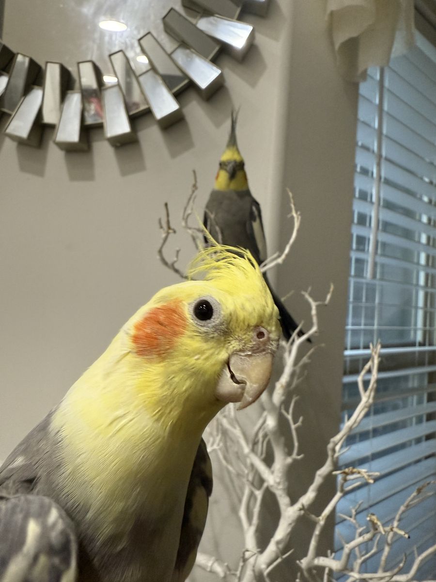 2 beautiful and Healthy cockatiels