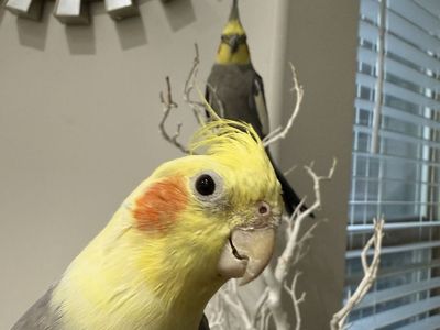 2 beautiful and Healthy cockatiels
